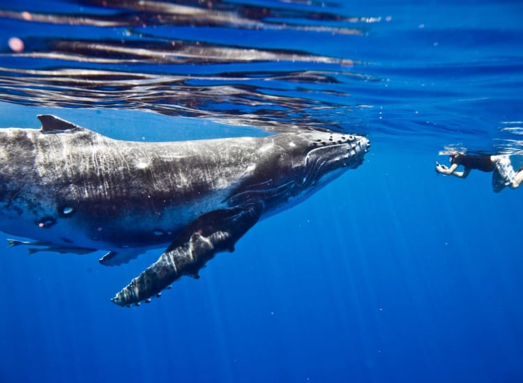 swim-with-whales-mooloolaba